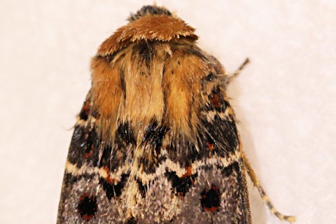 Blood-spot Moth (Proteuxoa sanguinipuncta)